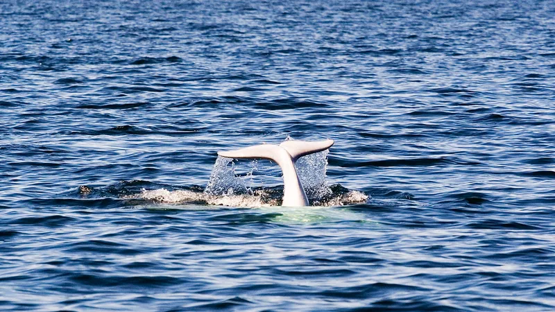 Beluga Whale in natural habitat
