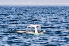 Beluga Whale in natural habitat