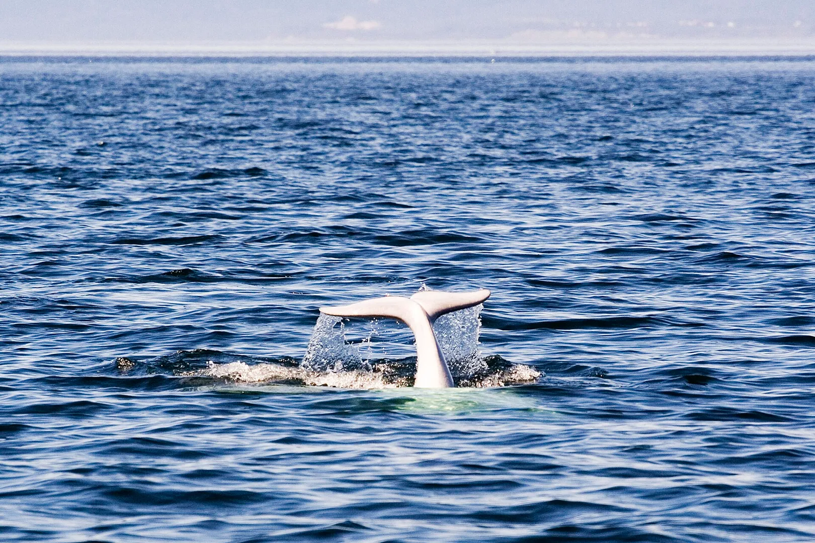 Beluga Whale in natural habitat