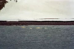 Beluga Whale in natural habitat