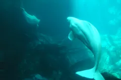 Beluga Whale in natural habitat