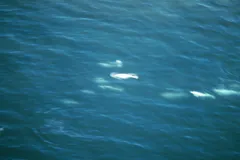 Beluga Whale in natural habitat