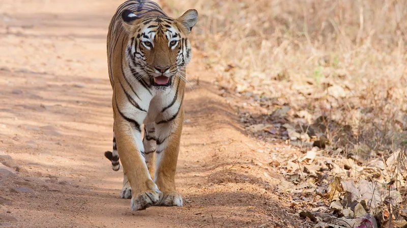 Bengal Tiger in natural habitat