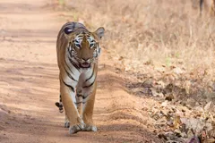 Bengal Tiger in natural habitat