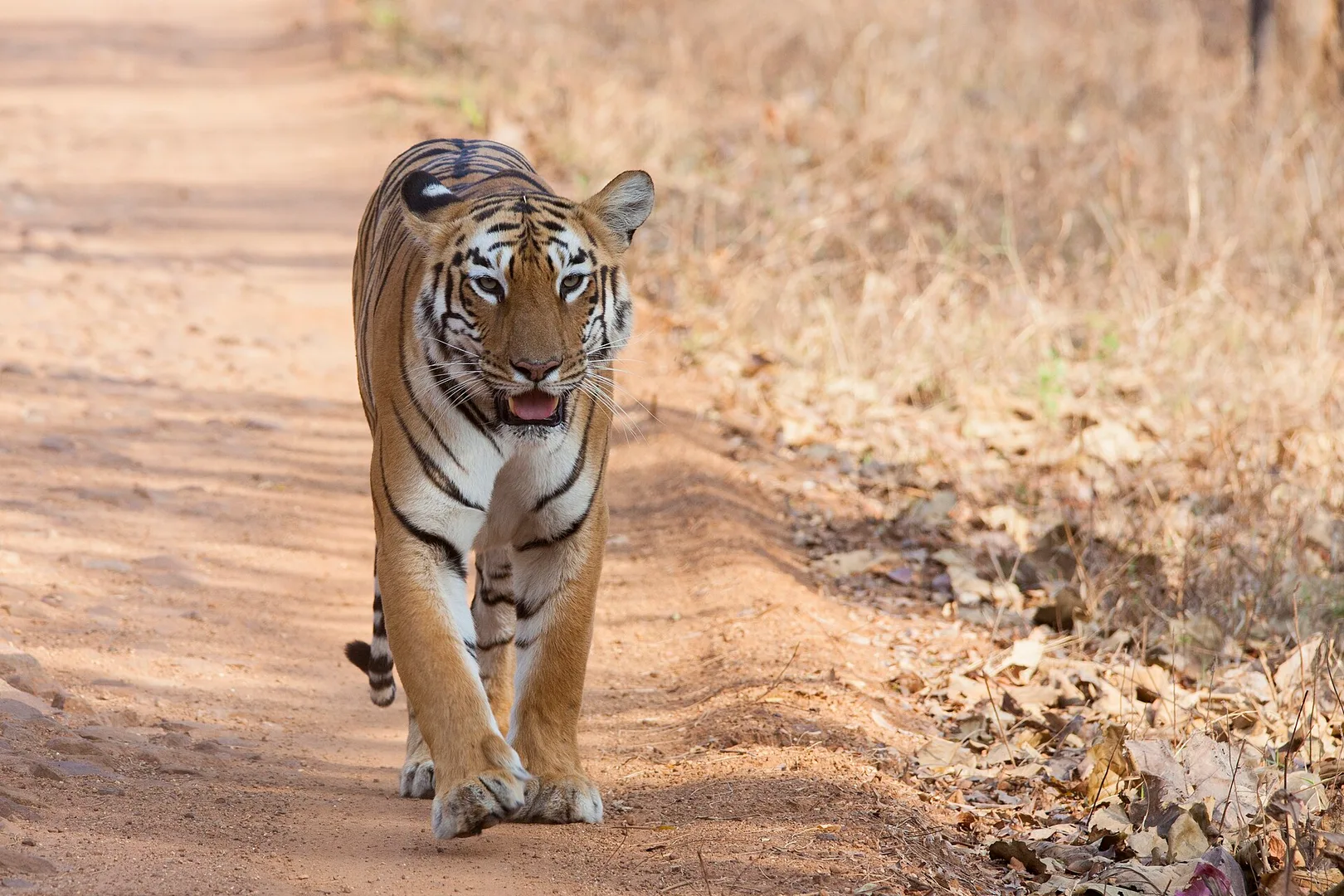 Bengal Tiger in natural habitat