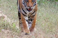 Bengal Tiger in natural habitat