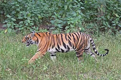 Bengal Tiger in natural habitat