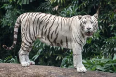 Bengal Tiger in natural habitat