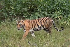 Bengal Tiger in natural habitat