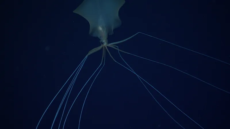 Bigfin Squid (Magnapinna sp.) photographed in wild deep-sea bathypelagic zone
