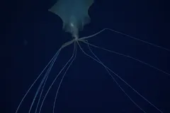 Bigfin Squid (Magnapinna sp.) photographed in wild deep-sea bathypelagic zone