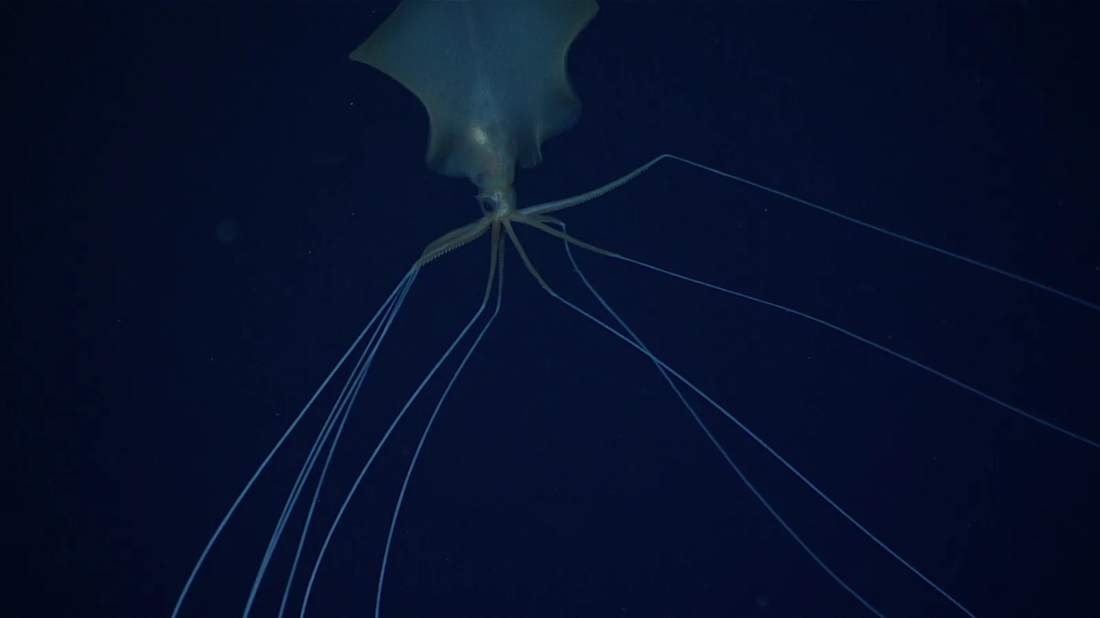 Bigfin Squid (Magnapinna sp.) photographed in wild deep-sea bathypelagic zone
