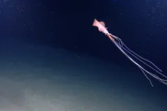Bigfin Squid (Magnapinna sp.) photographed in wild deep-sea bathypelagic zone