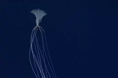 Bigfin Squid (Magnapinna sp.) photographed in wild deep-sea bathypelagic zone