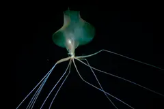 Bigfin Squid (Magnapinna sp.) photographed in wild deep-sea bathypelagic zone