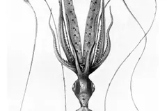 Bigfin Squid (Magnapinna sp.) photographed in wild deep-sea bathypelagic zone