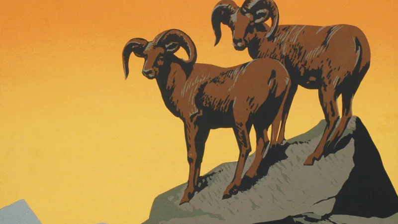 Bighorn Sheep in natural habitat