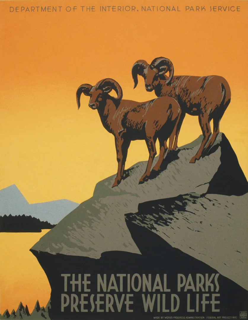 Bighorn Sheep in natural habitat