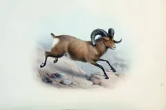 Bighorn Sheep in natural habitat