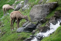 Bighorn Sheep in natural habitat