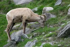 Bighorn Sheep in natural habitat