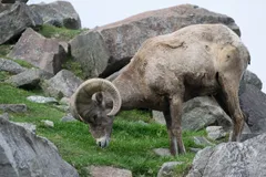 Bighorn Sheep in natural habitat
