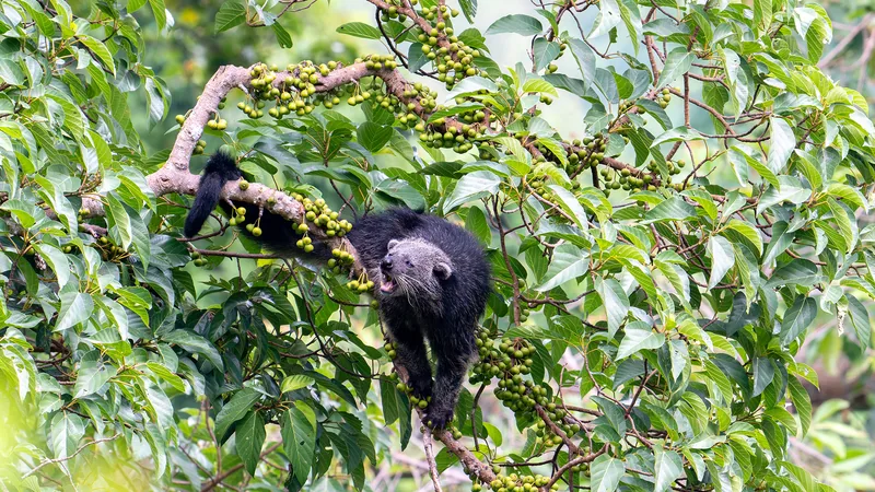 A black binturong clambering through a fig tree laden with green fruit, tail curled over a branch