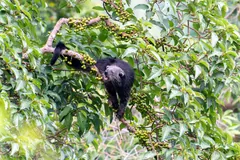 Binturong