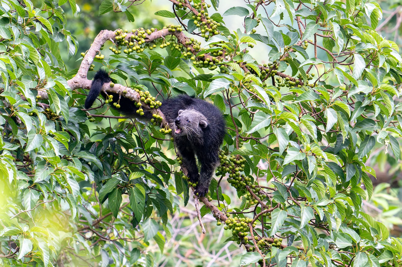 Binturong