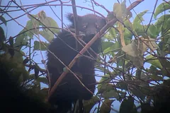 A shaggy binturong peering out from between thin branches and leaves at dusk