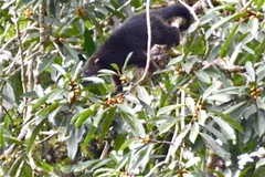 A black binturong walking along a branch through dense leaves and small orange fruit
