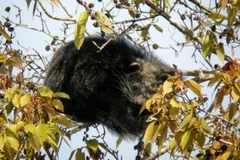A binturong's shaggy black back and whiskered face among yellowing leaves against pale sky