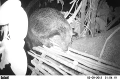 A binturong sniffing along a platform of lashed sticks at night, lit by an infrared camera trap