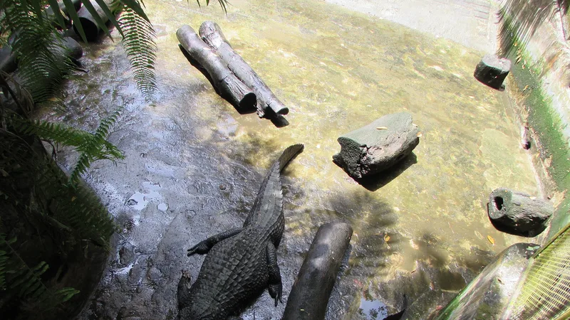 black caiman in natural habitat