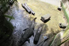 black caiman in natural habitat