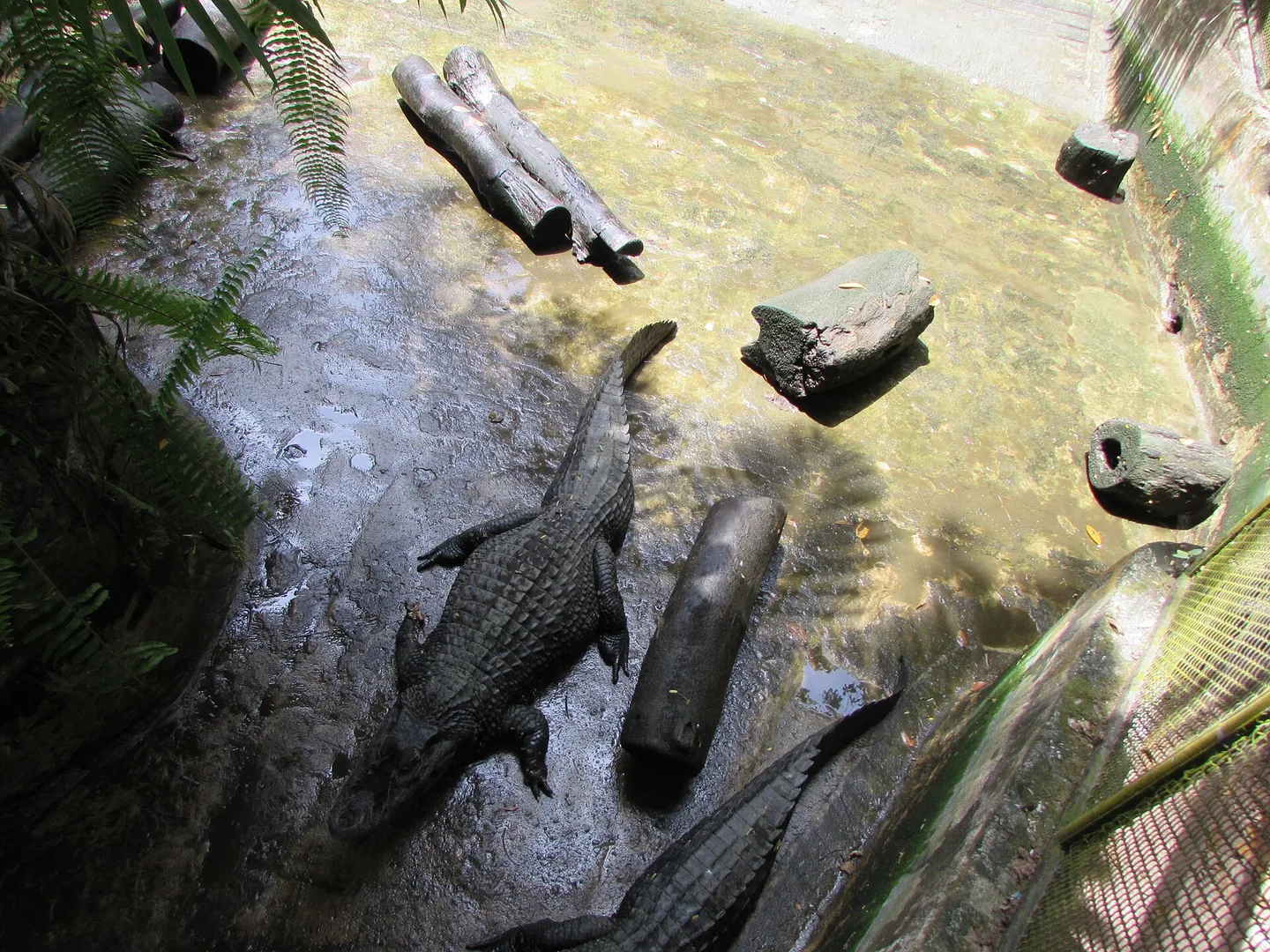black caiman in natural habitat