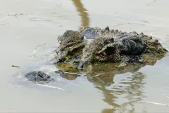 black caiman in natural habitat