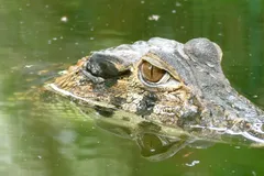 black caiman in natural habitat
