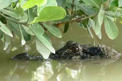 black caiman in natural habitat