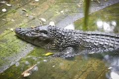 black caiman in natural habitat