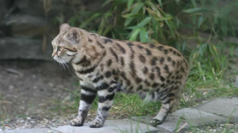 Captive black-footed cat standing on paving stones, its black-barred legs and spotted coat in view