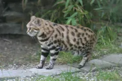 Black-Footed Cat