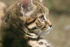 Close-up profile of a captive black-footed cat's face, with dark cheek stripes and long whiskers