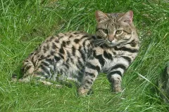 Captive black-footed cat lying in long grass, looking at the camera, black bars ringing its legs
