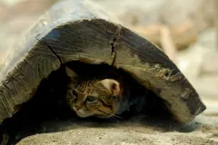 Captive black-footed cat peering out from under a hollow log