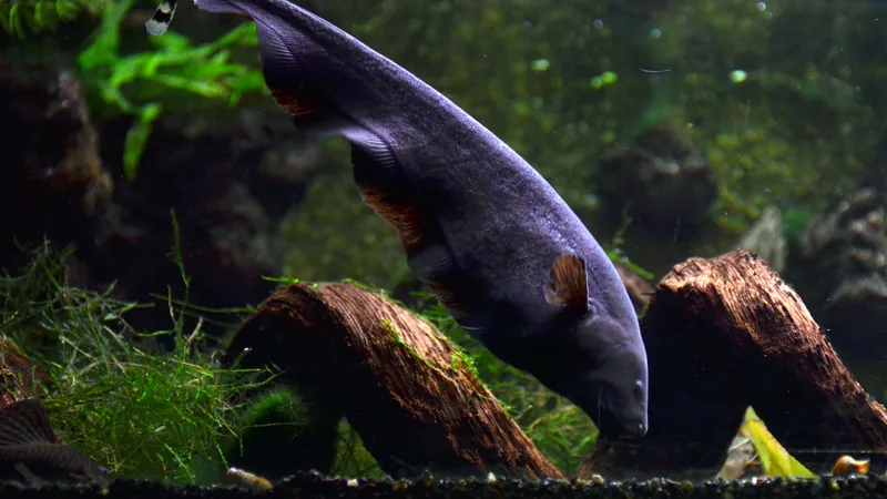 Purple-black knifefish hanging head down over sunken wood, a long fin rippling along its belly