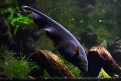 Black Ghost Knifefish