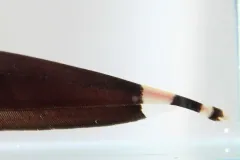 Dark brown black ghost knifefish in side view in a tank, a ribbon fin running the length of its belly and white bands ringing its thin tail