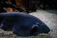 Close view of a black ghost knifefish over pale sand, its dark body tapering to a blunt snout