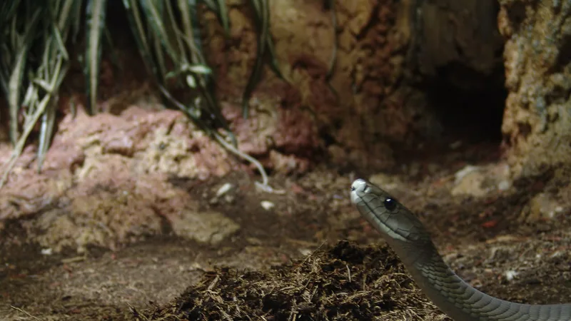 Black Mamba in natural habitat